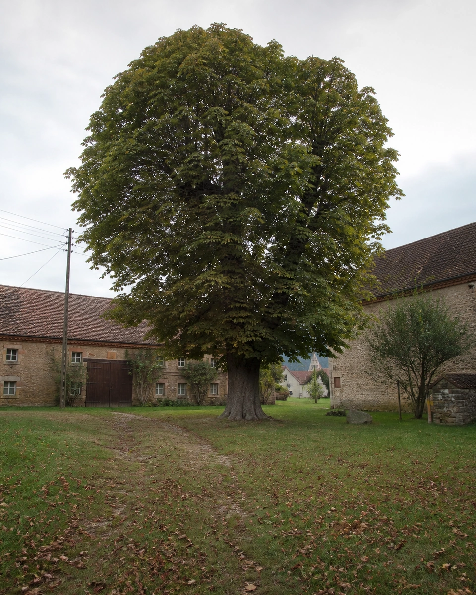 Dorfanger von Börrstadt mit alter Kastanie